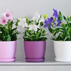Flower Plant Pots ,Aga Mat