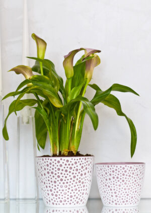 Plastic Plant Pot Vero