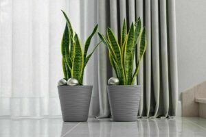 TEDI Decorative Plant Pots