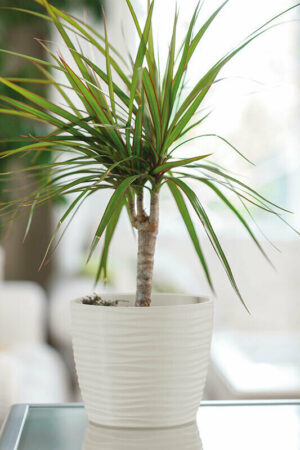 Sahara Plant Pots