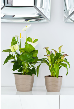 TEO Garden Plant Pot