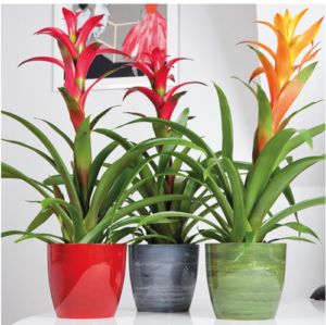 Marble Plant Pots