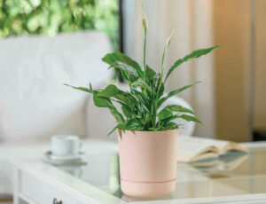 Plant Pot Satina Duo